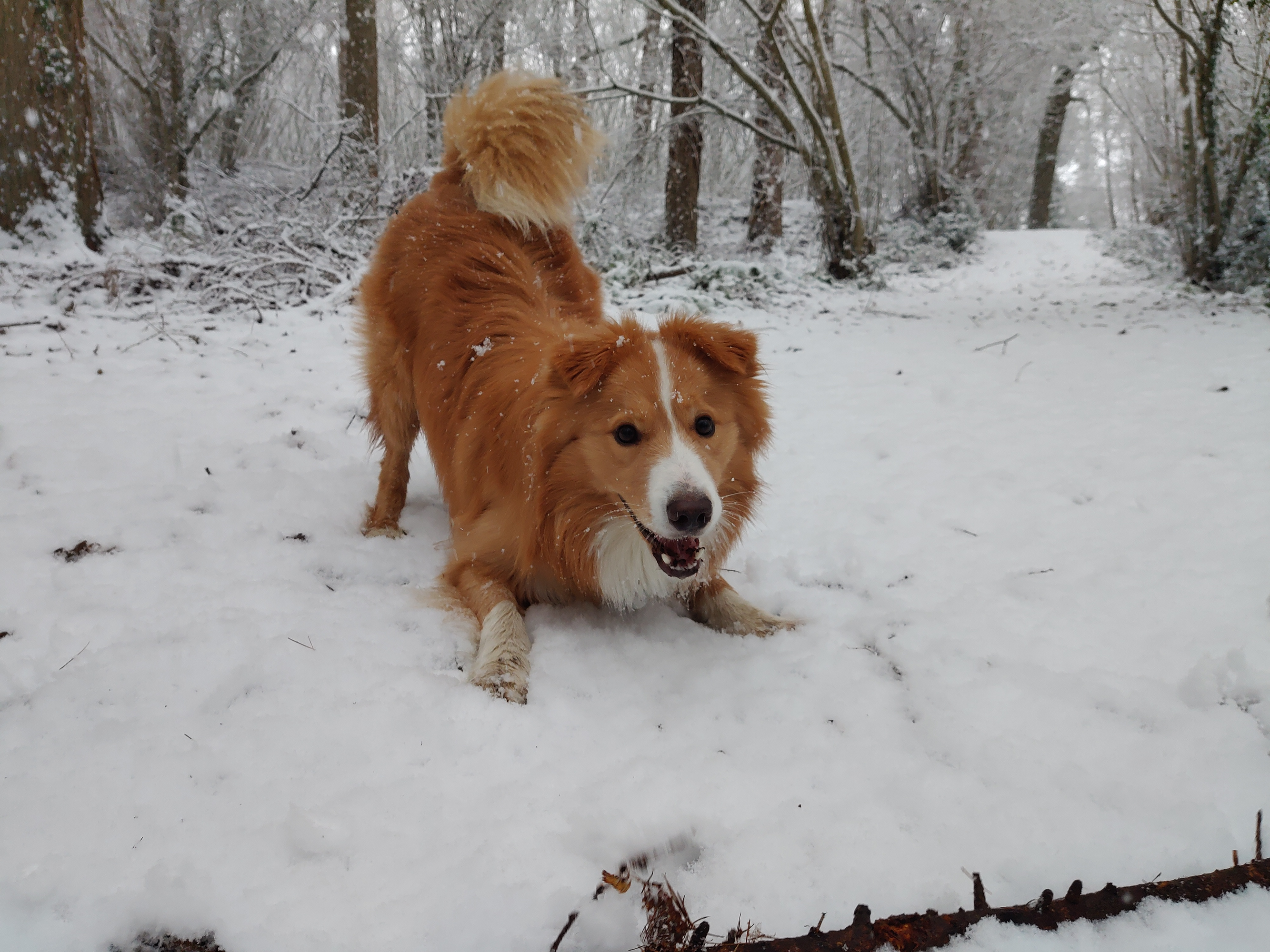 Arthur - the Star Labs dog